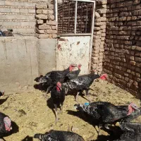 بوقلمون|حیوانات مزرعه|میان جلگه, |دیوار