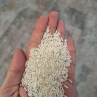 فروش برنج هاشمی دانه درشت گیلان