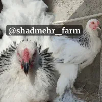 مرغ خروس و جوجه برهما لایت بلو بوف پاتریچ پورسلن|حیوانات مزرعه|مشهد, امیر|دیوار