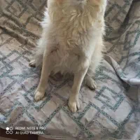 سگ اشپیز پامر