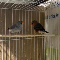 فنچ کرواتی ، زبرا اورنج ، بنگالی|پرنده|مشهد, سرافرازان|دیوار