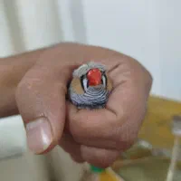 3جفت فنچ کاکلی ولپ سیاه|پرنده|اصفهان, دانشگاه اصفهان|دیوار