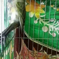 قناری نر بخون  سینه سرخ آماده جف گیری|پرنده|مشگین شهر, |دیوار