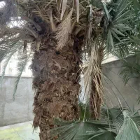 نخل فونیکس ۴۰ ساله|گل و گیاه طبیعی|ساری, |دیوار