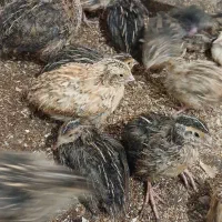 جوجه بلدرچین