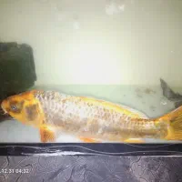 ماهی کوی سایز بزرگ پوزه بوته ای کت چوبی