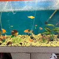 آکواریم با لوازم|ماهی|تبریز, |دیوار