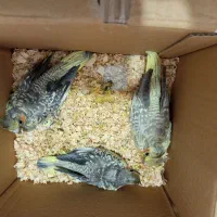 عروس پاریس|پرنده|بندر ماهشهر, |دیوار