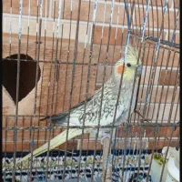 یک جفت عروس هلندی خوش رنگ|پرنده|سنگر, |دیوار