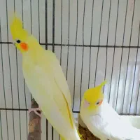 عروس هلندی رام لوتینو