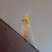 فروش عروس هلندی لوتینو