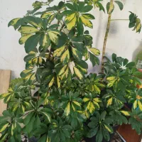 برگ انجیری|گل و گیاه طبیعی|رشت, عینک|دیوار