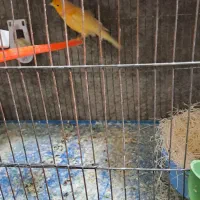 جفت قناری رد فاکتور|پرنده|شیراز, رازی|دیوار