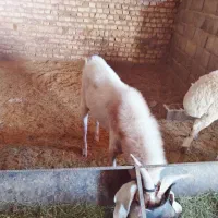 بزغاله پاکستانی نر وبره غندوزی قوچی|حیوانات مزرعه|قائن, |دیوار