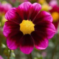 فروش نی انبان