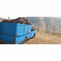 خرید فروش مادیان|اسب و تجهیزات اسب‌سواری|کرمانشاه, |دیوار