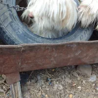 سگگ اصل شیتزو|سگ|خوی, |دیوار