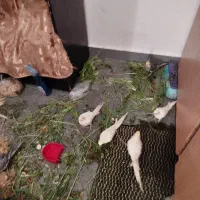 تعدادی عروس هلندی نرو ماده|پرنده|تبریز, |دیوار