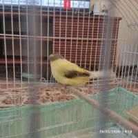 قناری گلاستر اورجینال کلوپی