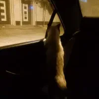 نژاد هیمالین|گربه|شاهرود, |دیوار