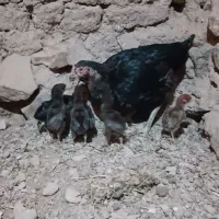 جوجه لاری