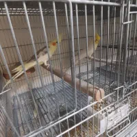 مولد صد درصد تضمینی رام و سخنگو|پرنده|پردیس, فاز ۱۱|دیوار