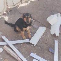 سگ دوبرمن میکس