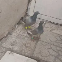 کفتر جفتگاه ب شرط