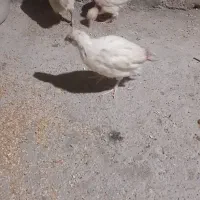 جوجه محلی