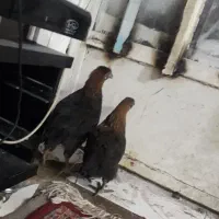 مرغ وخروس