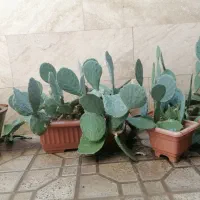 کاکتوس|گل و گیاه طبیعی|تهران, طیب|دیوار