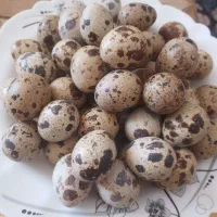 تخم بلدرچین