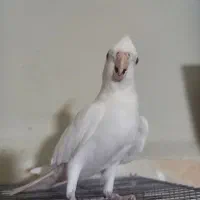 عروس هلندی اهلی آلبینو نر|پرنده|تبریز, |دیوار