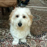 واگذاری سگ|سگ|تهران, امیریه|دیوار