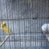 قناری نر و ماده|پرنده|ری, دیلمان|دیوار