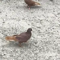 کبوتر گره درجایی