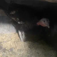 بوقلمون ماده سرحال