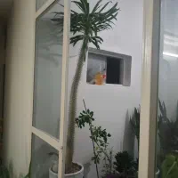 نخل ماداگاسکار|گل و گیاه طبیعی|اصفهان, کوی امیریه|دیوار