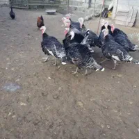 بوقلمون  نریک عدد