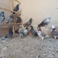 کفتر پرشی سبز و سرخ|پرنده|قم, نیروگاه|دیوار