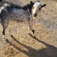 تکشاد یکساله نر|حیوانات مزرعه|مشهد, طرق|دیوار