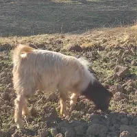 بزغاله نر بسیار سالم وزن حدود 30کیلو بفروش میرسد