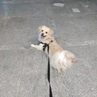 کوچولوی بامزه باشناسنامه واکسن خورده