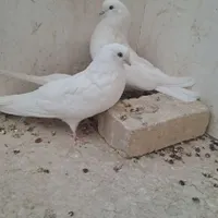 کبوتر سفید اراکی شمرونی|پرنده|مبارکه, |دیوار