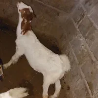 ستا نری تالی