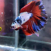 فایترباز (مرجع اصلی ماهی فایتر)تک و عمده|ماهی|تهران, بلورسازی|دیوار