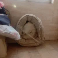 جاخواب سگ