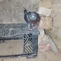 کبوتر سنگی تهارین