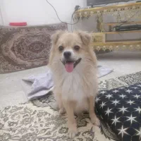 پامر.|سگ|قم, شاه ابراهیم|دیوار