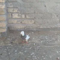 طوقی سیاه کاکلی